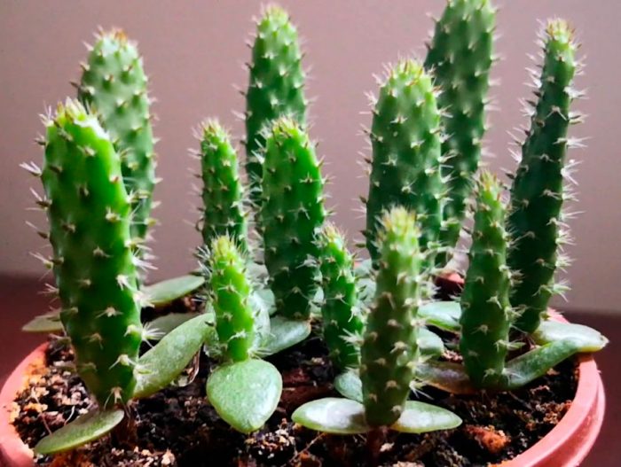 Кактус Опунция (Opuntia): описание и уход в домашних условиях