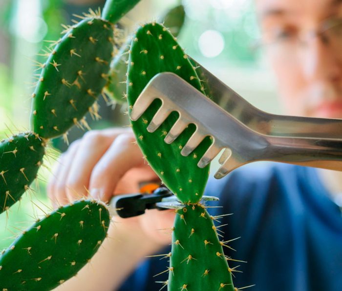 Кактус Опунция (Opuntia): описание и уход в домашних условиях