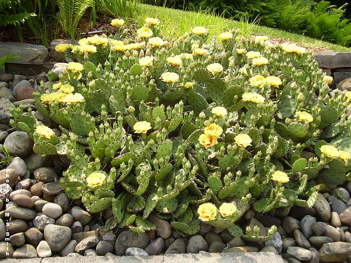 Опунция стелющаяся или распростертая (Opuntia Humifisa)