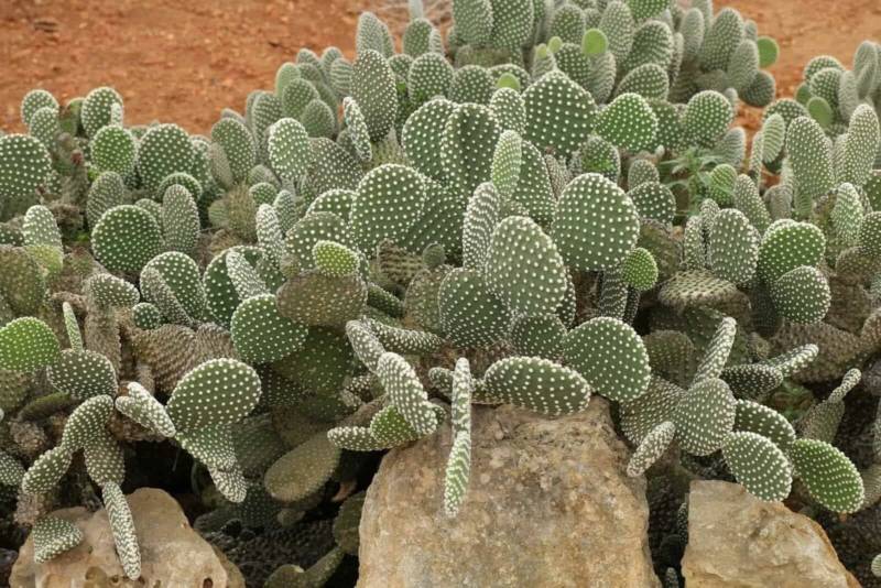 Кактус Опунция (Opuntia): описание и уход в домашних условиях