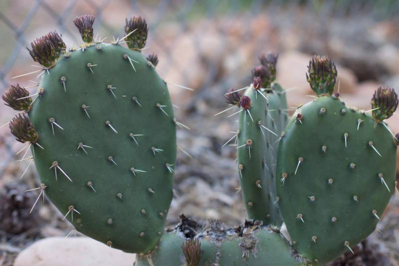Кактус Опунция (Opuntia): описание и уход в домашних условиях