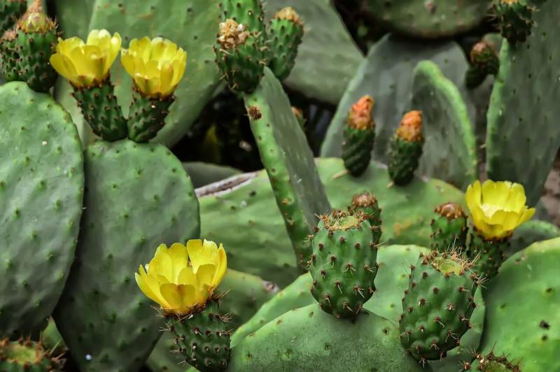 Кактус Опунция (Opuntia): описание и уход в домашних условиях