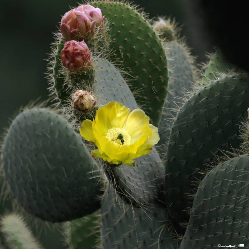 Кактус Опунция (Opuntia): описание и уход в домашних условиях