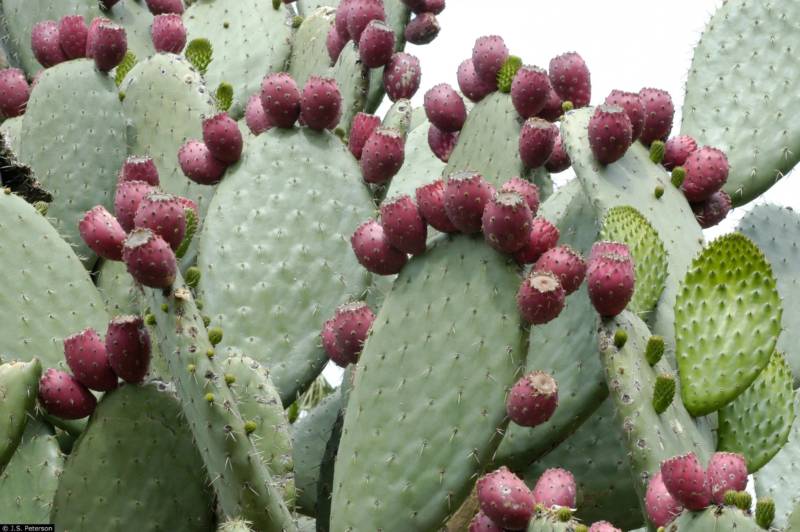 Кактус Опунция (Opuntia): описание и уход в домашних условиях