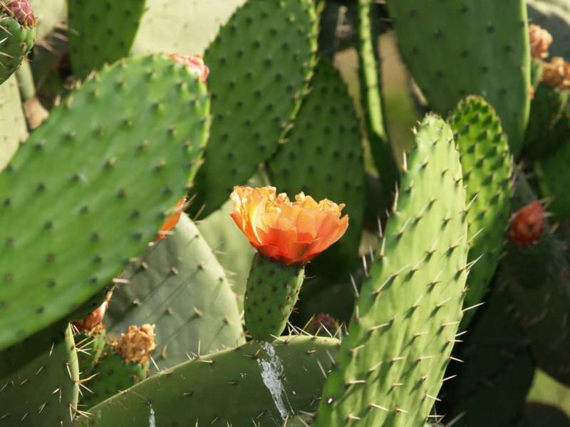 Кактус Опунция (Opuntia): описание и уход в домашних условиях