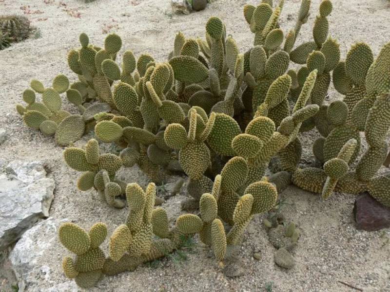 Кактус Опунция (Opuntia): описание и уход в домашних условиях