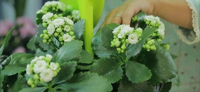 Каланхоэ как ухаживать в домашних условиях