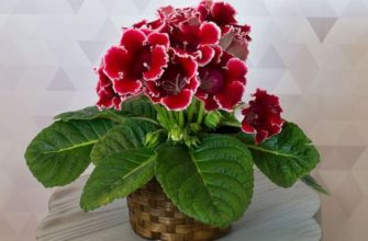 Глоксиния — уход в домашних условиях, выращивание и размножение