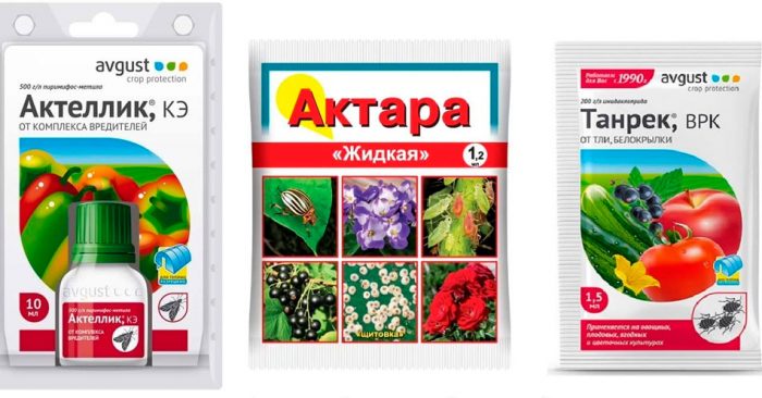 Как бороться со щитовкой на комнатных растениях в домашних условиях