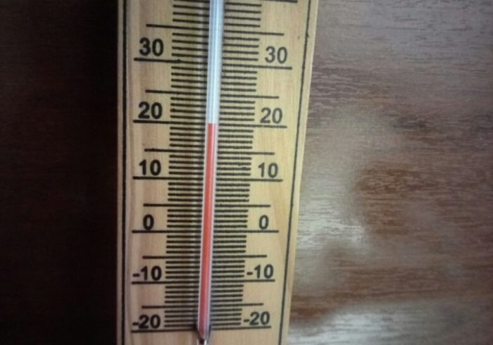 Сансевиерия — уход в домашних условиях