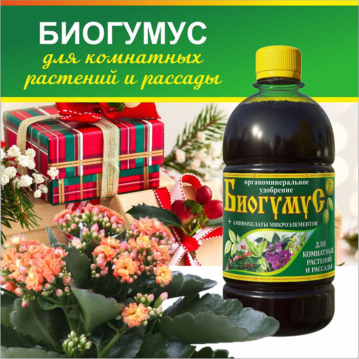 Каланхоэ как ухаживать в домашних условиях