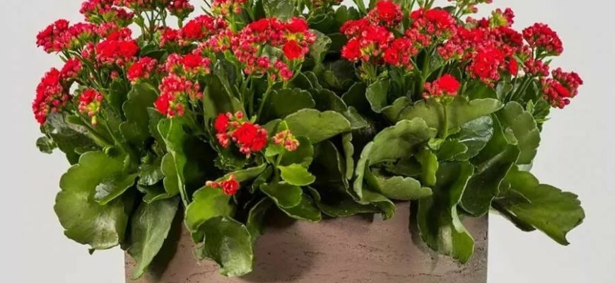 Как ухаживать и обрезать каланхоэ, чтобы растение цвело