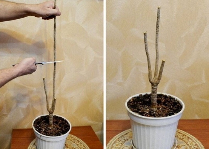 Драцена – уход, пересадка и размножение в домашних условиях