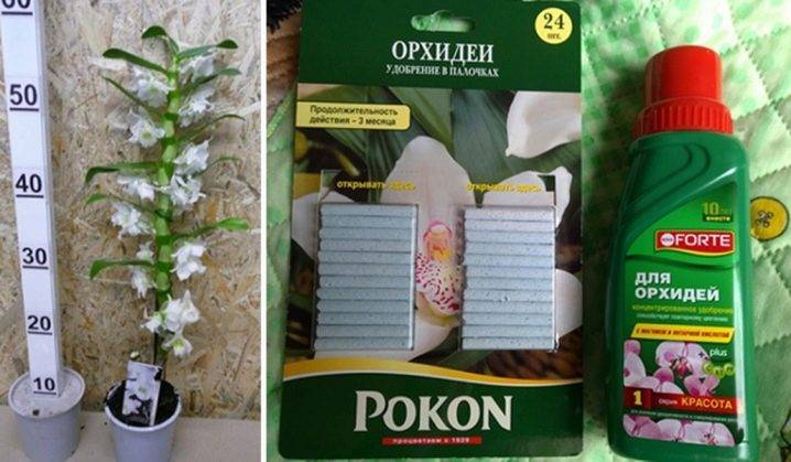 Орхидея Дендробиум - уход и размножение в домашних условиях