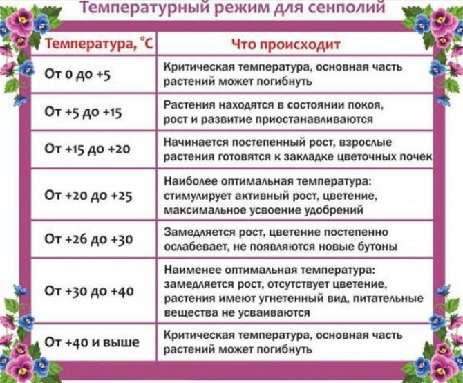 Почему не цветет комнатная фиалка и что делать, чтобы появились цветы