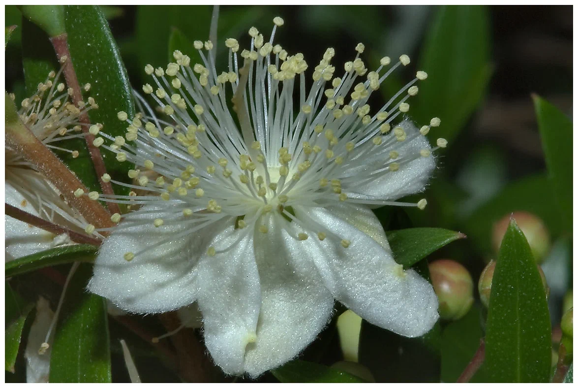 Обыкновенный мирт (Myrtus communis)