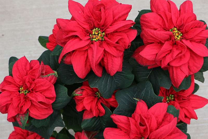 Пуансеттия Winter Rose Red